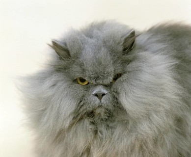 Blue Persian Domestic Cat, Portrait of Adult