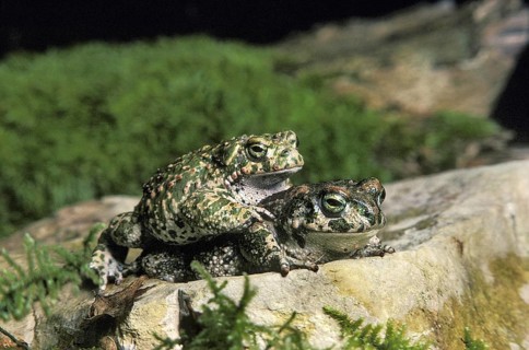 Natterjack Toad (bufo calamita), Pair mating