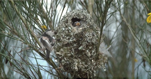 Long-tailed Tit (aegithalos caudatus), Adult Near Nest to Feed Young, Normandy in France