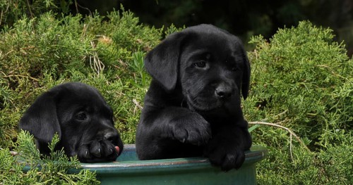 Black Labrador Retriever, Puppies Playing in a Flowerpot, Normandy