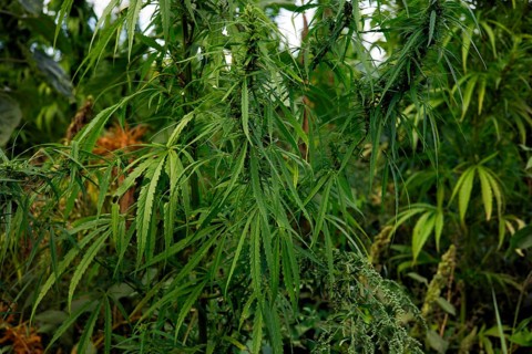 Cultivation of hashish (Cannabis), Brandenburg, Germany, Europe