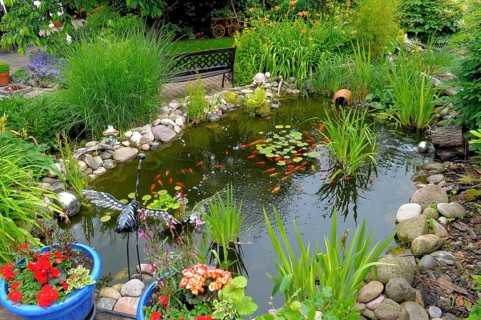 Garden pond with goldfish