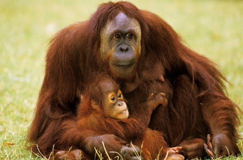 ORANG bornean orangutan (pongo pygmaeus), MOTHER WITH BABY SITTING ON GRASS