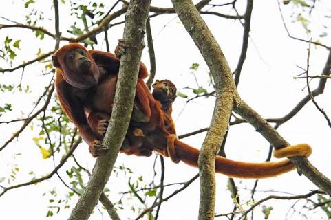 Venezuelan red howler (alouatta seniculus), female with young in tree, Los Lianos in Venezuela