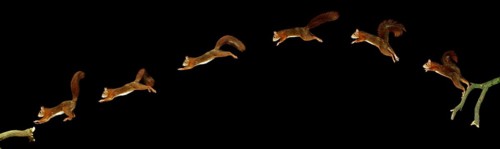 Red Squirrel (sciurus vulgaris), Male Leaping, Movement Sequence