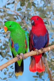 Eclectus Parrot (eclectus roratus), Male with Female on Branch