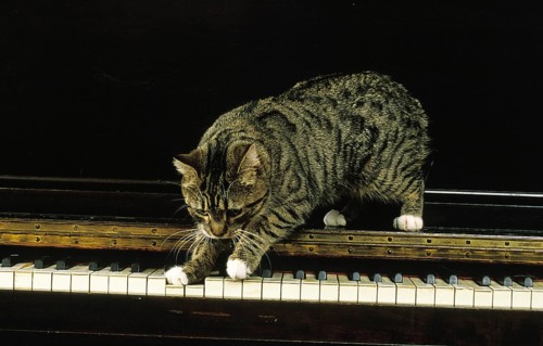 Manx domestic cat, cat breed without tail, adult on piano
