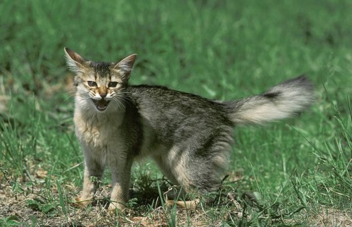 Somali domestic cat with open mouth, in defensive posture