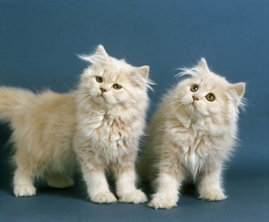 Cream Persian Domestic Cat, Kitten
