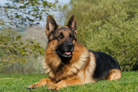 German shepherd dog, adult lying on grass