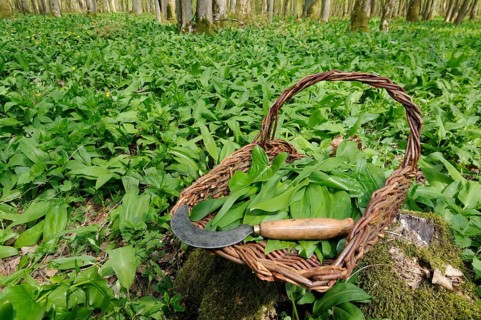 Leaves of wild garlic (Allium ursinum), lily of the valley (Convallaria majalis), autumn linseed