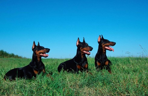 Doberman Pinscher, cropped ears