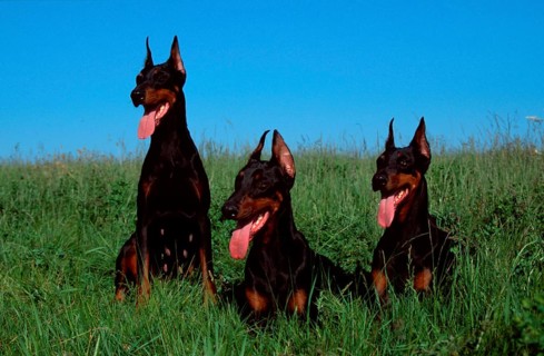 Doberman Pinscher, cropped ears