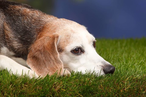 Beagle, male, old dog, 10 years old