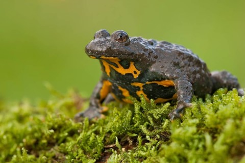 Yellow-bellied toad (Bombina variegata) Rhineland-Palatinate, Germany, Europe