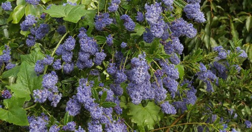Ceanothus, ceanothus sp., in bloom in a garden, spring, Normandy in France