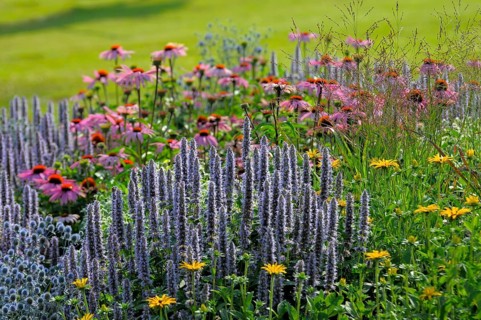 Perennial Flowers in the Garden, Real common lavender (Lavandula angustifolia)