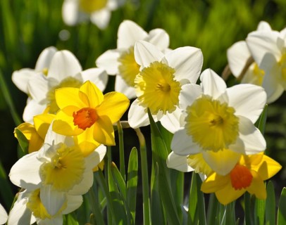 Daffodils flowering in spring in the meadow, yellow daffodil (narcissus pseudonarcissus), daffodil,