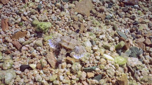 Common Seamoth, Little Dragonfish (Eurypegasus draconis) or Short Dragonfish walking on sandy rocky