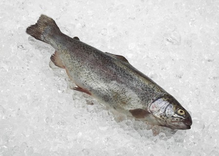 Salmo gairdneri, Salmo irideus, Rainbow trout, Rainbow trout, Trout, Trout, Other animals, Fish,
