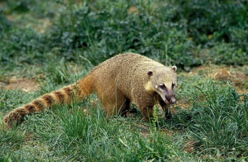 Ringtailed Coati or Coatimundi (nasua nasua)