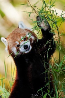 Red Panda (ailurus fulgens), Adult Eating Bamboo