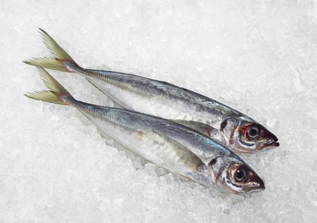 Fresh Horse Mackerel (trachurus trachurus) on Ice