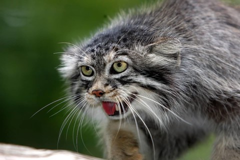 Pallas's cat (otocolobus manul) or Pallas' cat, portrait of an adult