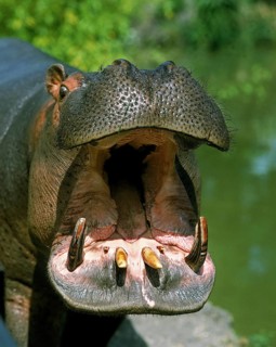 Hippopotamus (hippopotamus amphibius), Adult Yawning, with Open Mouth