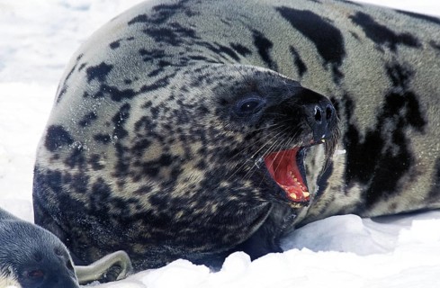 Hooded seal (Cystophora cristata), MOTHER WITH WELFISH ON ICE FIELD, MAGDALENA ISLAND IN CANADA
