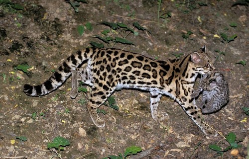 Margay (leopardus wiedii), MOTHER CARROW DICE