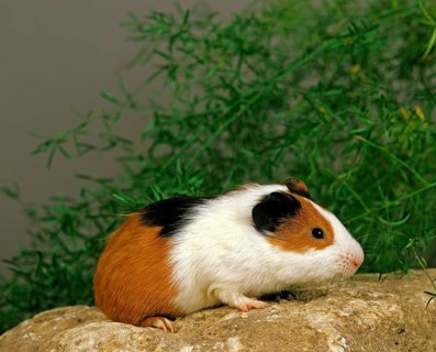 Guinea Pig (cavia porcellus), Adult on Stone