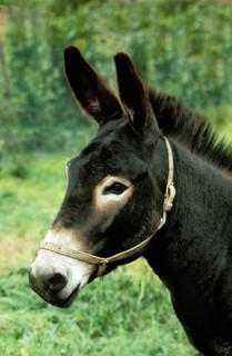 Donkeys in the West of France
