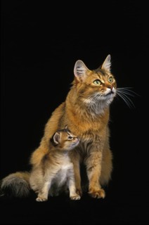 Somali domestic cat, female with kittens against black background