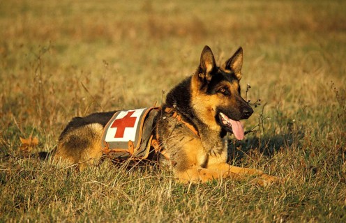 GERMAN SHEPHERD RESCUE DOG