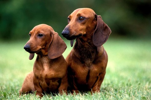 Smooth-haired Dachshund