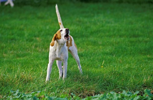 Large Anglo-French white and orange hunting dog, adult, barking