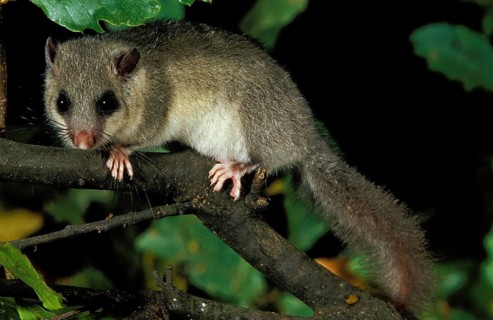 Edible Dormouse (glis glis), Adult standing on Branch