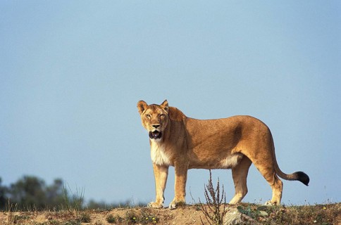 African Lion (panthera leo), Female, Masai Mara Park in Kenya