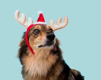 Front view cute dog with christmas concept