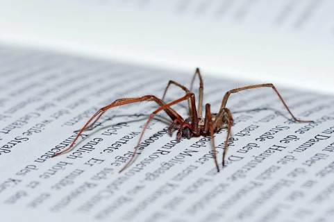 House spider on book, North Rhine-Westphalia (Tegenaria atrica), Germany, Europe