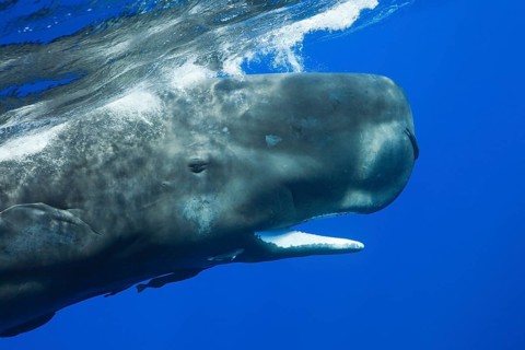 Sperm Whale (Physeter macrocephalus), mouth, Dominica, Lesser Antilles, Leeward Islands, Central