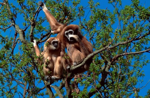White-handed gibbons (Hylobates lar), females and juveniles