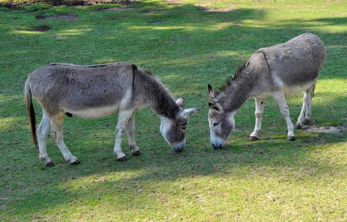 Two donkeys eating