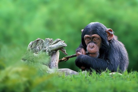Young Chimpanzee (Pan troglodytes), Chimpy