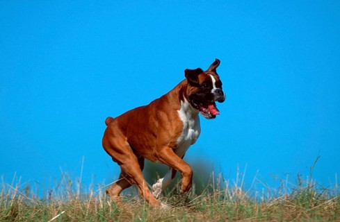 German Boxer