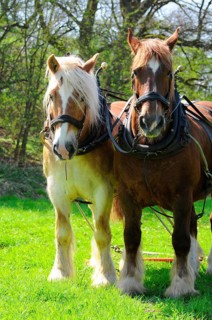 Breton cold-blooded horse, Breton, Cold-blooded horse, Harrow, Two-in-hand, Harness