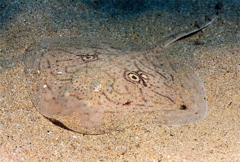 Four-eyed ray, mirror ray (Raja miraletus)