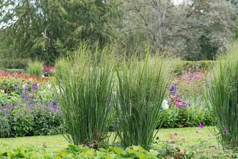 Switchgrass (Panicum virgatum 'Northwind')