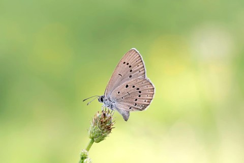 Pale meadow blue (Phengaris teleius), great burnet (Sanguisorba officinalis), butterfly laying